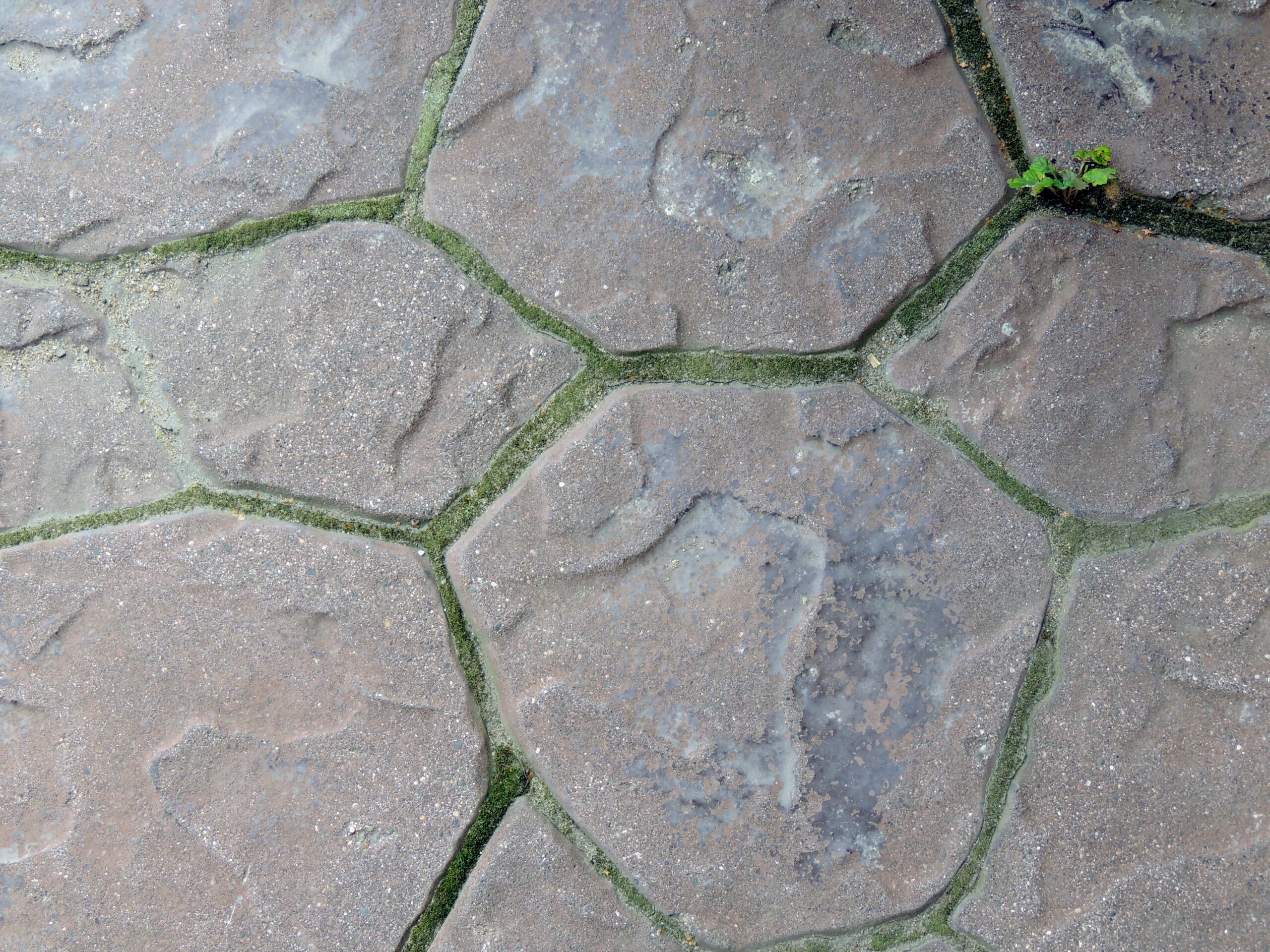 Erfahren Sie, wie Sie Moos aus Terrassenfugen entfernen können.