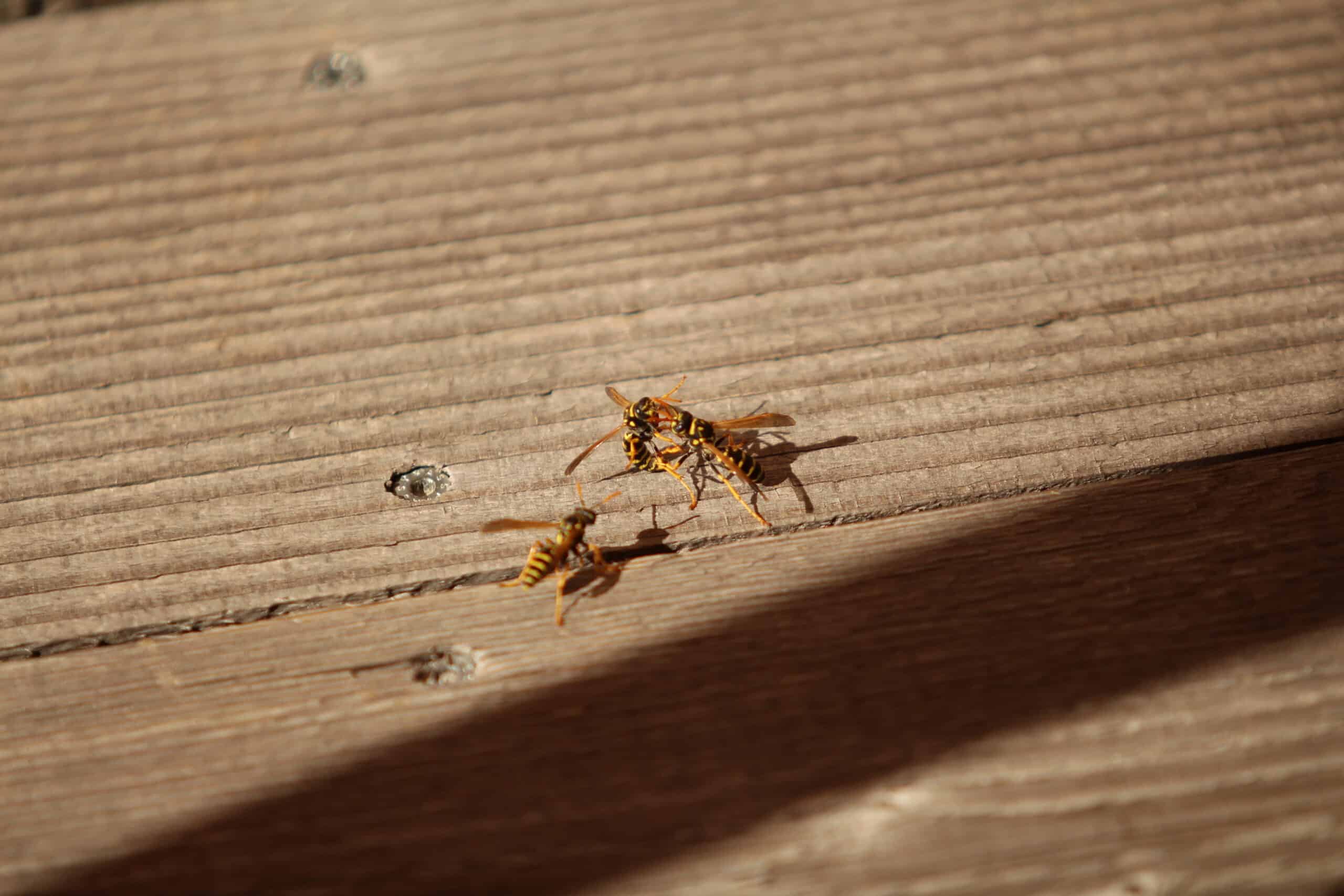 Entdecken Sie die Ursache für den Rückgang der Wespenpopulationen in Bayern