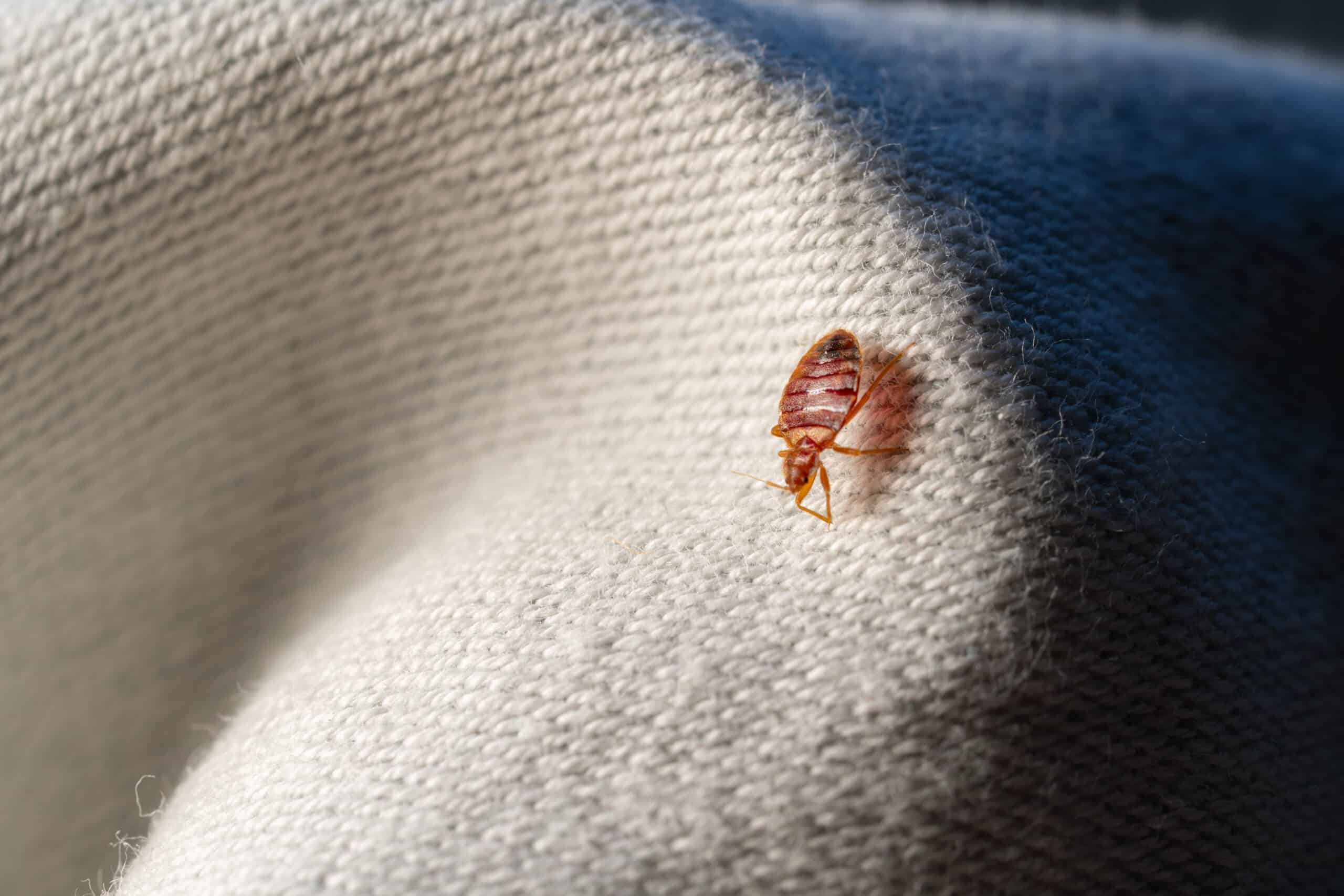 Bettwanzen im Schlafzimmer